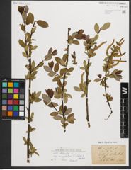Foto von Salix triandra subsp. amygdalina (L.) Schübl. & G. Martens